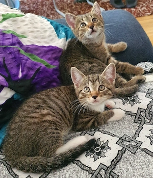 Wunderschönen Katzenbabys 