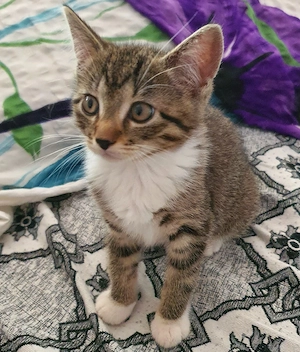 Katzenbabys suchen einen liebevollen Zuhause 