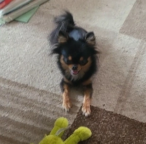 Chihuahua Pomeranian Hündin 