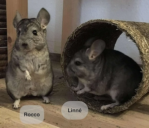 Handicap Linné und Rocco aus 75233 Tiefenbronn-Lehningen suchen Zuhause - Chinchilla Notfallvermit.
