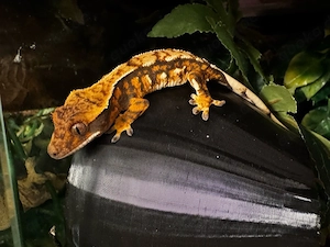  kronengecko Harlequin mit Partial Pinstripe 