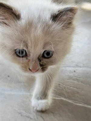 Süße Ragdollkitten abzugeben 
