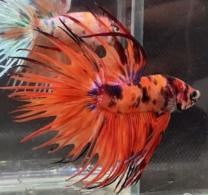 Betta Kampffisch CT