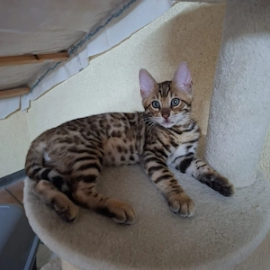 Reinrassige Bengal Kitten, mit Stammbaum. 