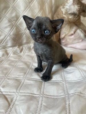 devon rex black  kater , Staumbaum FIFE 