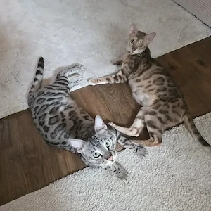 Bengal Kitten 
