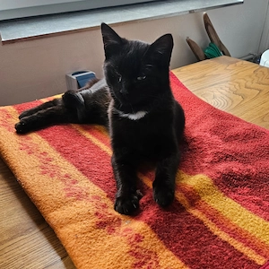 Suchen schwarzes. Katerbaby in Oberbayern 