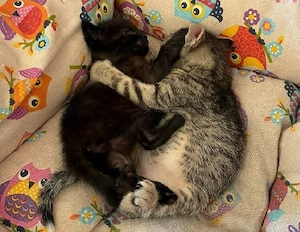 zuckersüße Kitten Juan und Hugo suchen zusammen ein Zuhause
