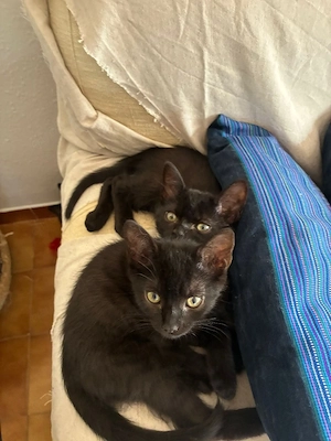 verschmustes Kitten Mimi und ihre schüchterne Schwester Lea suchen zusammen ein tolles Zuhause