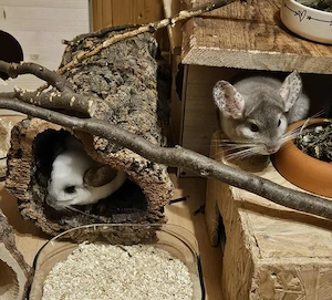 Hopy und Feivel aus 06493 Harzgerode suchen Zuhause - Chinchilla Notfallvermittlungshilfe 