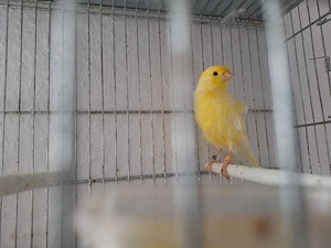kaanarein vögel 