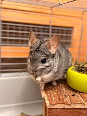 Chap aus 21224 Rosengarten sucht Zuhause - Chinchilla Notfallvermittlungshilfe 