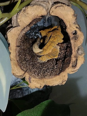 Kronengecko mit oder ohne Terrarium 