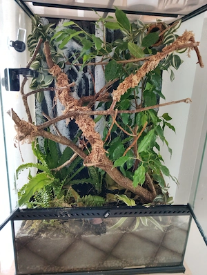 Junger Kronengecko mit Exoterra Terrarium abzugeben 