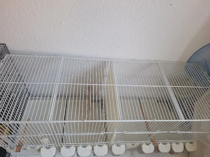 2 käfig zuverkaufen 