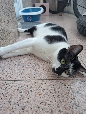 liebe Katze Bimba mag Menschen und Hunde, sie hat leider ihr Frauchen durch Krebs verloren Bild 3