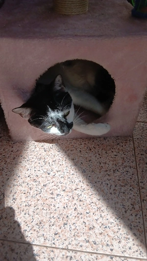 liebe Katze Bimba mag Menschen und Hunde, sie hat leider ihr Frauchen durch Krebs verloren Bild 2