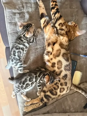 Wunderschöne Bengal-Katerchen suchen ihr liebevolles Zuhause! 