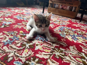 Kitten Katzenbaby Junge Katze