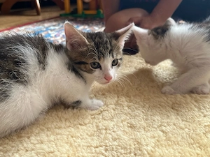 Kitten Katzenbaby Junge 