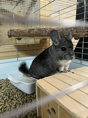 Maleficent  Mali  aus 72160 Horb am Neckar suchen Zuhause - Chinchilla Notfallvermittlungshilfe 