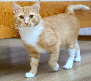 anhänglicher Kater Garfield sucht ein tolles Zuhause