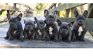 Französische Bulldog Welpen mit Ahnentafel