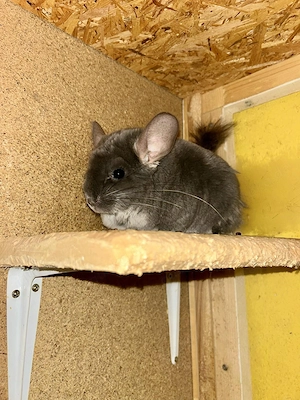 Bonnie und Rocky aus 72160 Horb am Neckar suchen Zuhause - Chinchilla Notfallvermittlungshilfe 