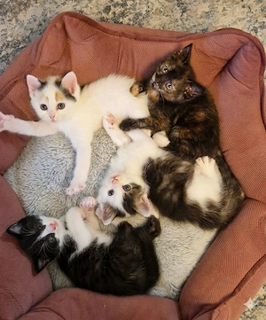 Süße Katzenbabys suchen ein liebevolles Zuhause!