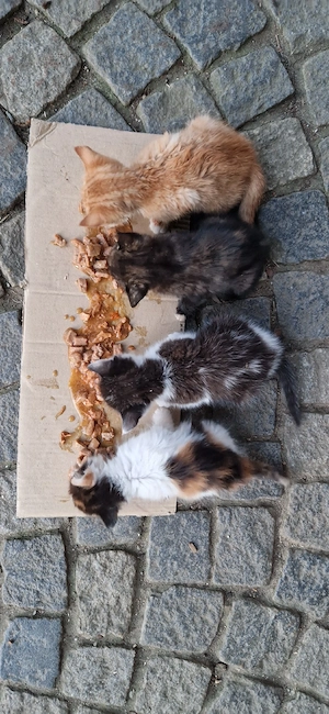 Junge Katzen in liebevolle Hände abzugeben 
