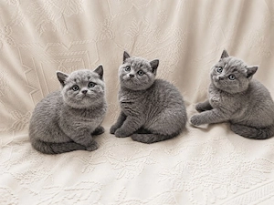 Wunderschöne reinrassige BKH Kitten  Farbe blue