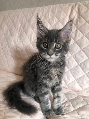 Meine Coon Kater Jung 