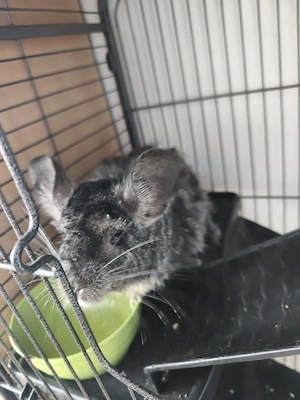 Flora aus 72160 Horb am Neckar sucht Zuhause - Chinchilla Notfallvermittlungshilfe