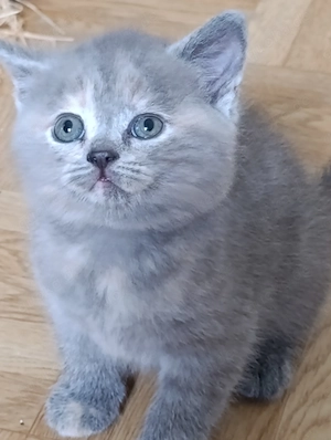 BKH Katzenbabys 