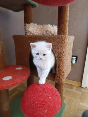 BKH Katzenbabys 