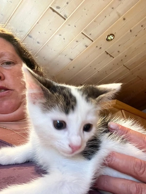 Süßer verspielte Babykatze an gutes Plätzchen abzugeben