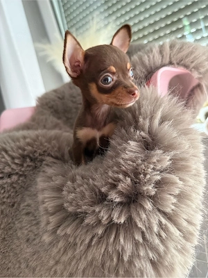 Chihuahua Rüde XXS   