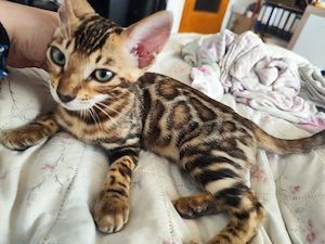 Bengalkitten Auszugsbereit 