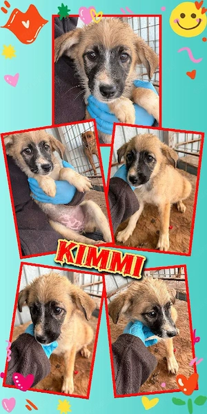 wunderschönes Welpenmädchen "Kimmi" sucht ein liebevolles Zuhause