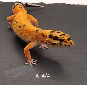 Leopardgecko Weibchen Afghan Tangerine 