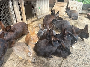 Kaninchen suchen ein liebevolles Zuhause   