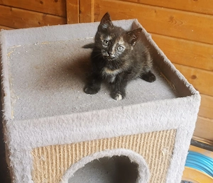 5 Kleine Hauskatzen dürfen ausziehen 
