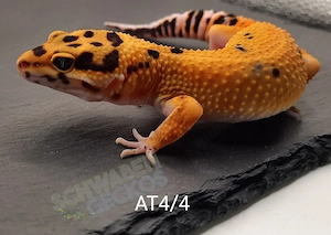 Leopardgecko Weibchen Afghan Tangerine 