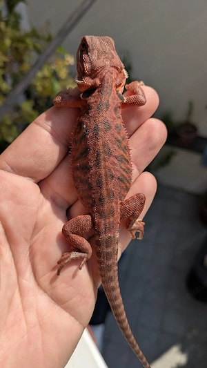 1.0 Red Monster Leatherback Bartagame Pogona Vitticeps 