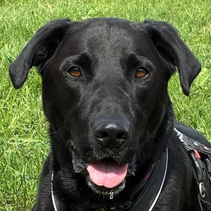 Nicki - 4 Jahre - Perro de Pastor Mallorquin - Tierhilfe Franken e.V.