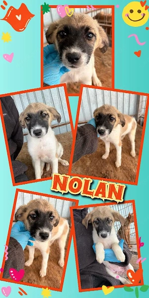 wunderschöner Welpenjunge "Nolan" sucht ein liebevolles Zuhause