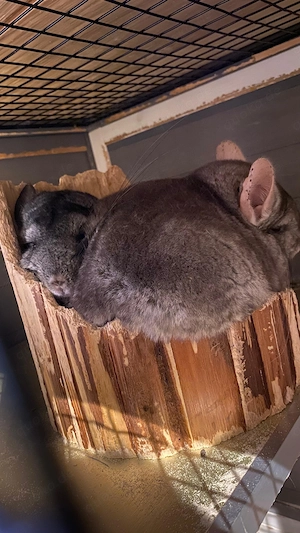 Süße Chinchilla zu verkaufen.