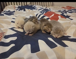 5 wunderschöne BKH Kitten suchen ein neues Zuhause 