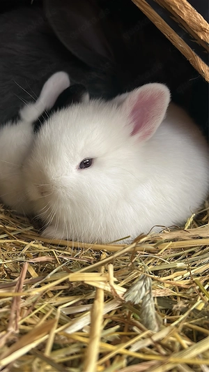 zwergkaninchen Löwenkopfkaninchen handzahm 