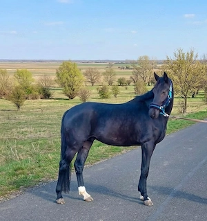 3 jährige KWPN Hengst